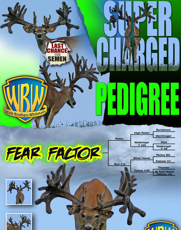 Walk Brother Whitetails - Fear Factor